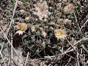 Little nipple cactus(Mammillaria meiacantha)