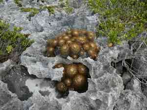 Woolly nipple cactus(Mammillaria nivosa)