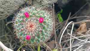 Rainbow pincushion(Mammillaria rhodantha)
