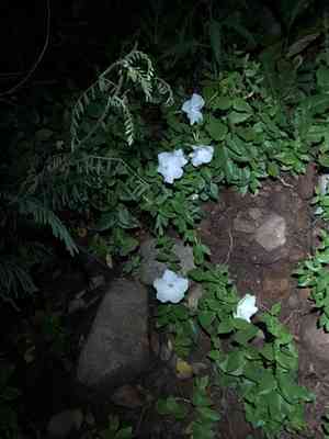 Huachuca mountain rocktrumpet(Mandevilla brachysiphon)