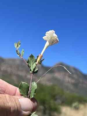 Huachuca mountain rocktrumpet(Mandevilla brachysiphon)