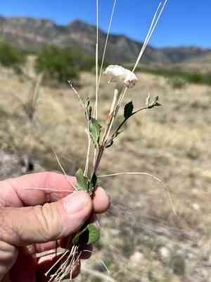 Huachuca mountain rocktrumpet(Mandevilla brachysiphon)