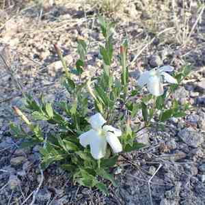 Huachuca mountain rocktrumpet(Mandevilla brachysiphon)