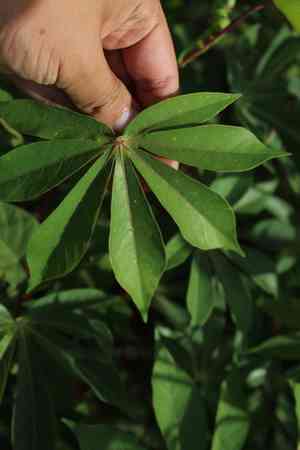 Cassava(Manihot esculenta)