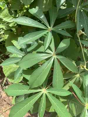Cassava(Manihot esculenta)