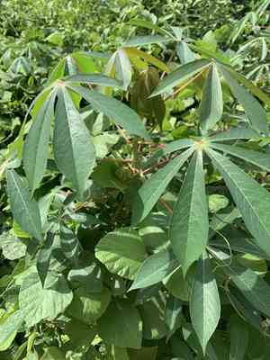 Cassava(Manihot esculenta)