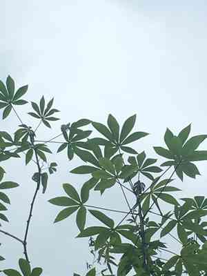 Cassava(Manihot esculenta)