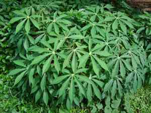 Cassava(Manihot esculenta)