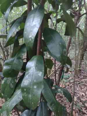 Balata(Manilkara bidentata)