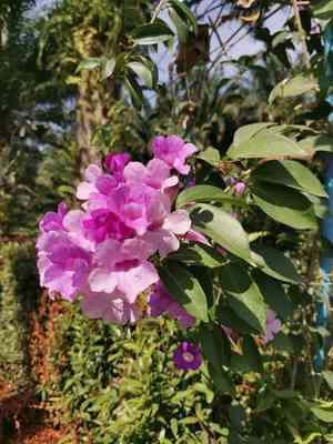 Garlic vine(Mansoa alliacea)