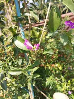Garlic vine(Mansoa alliacea)