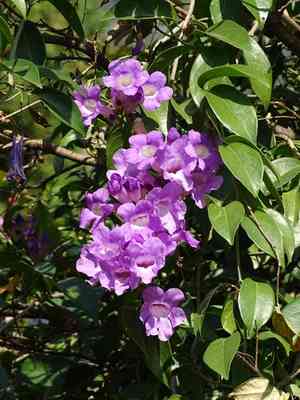 Garlic vine(Mansoa alliacea)