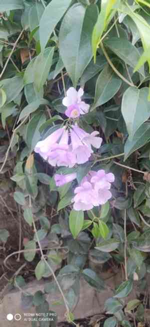 Garlic vine(Mansoa alliacea)