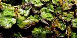 Common liverwort(Marchantia polymorpha)