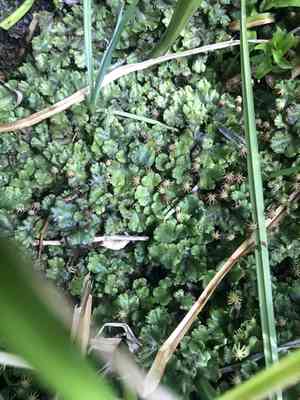 Common liverwort(Marchantia polymorpha)