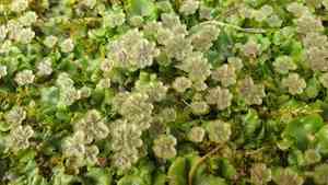 Common liverwort(Marchantia polymorpha)