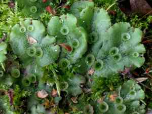Common liverwort(Marchantia polymorpha)