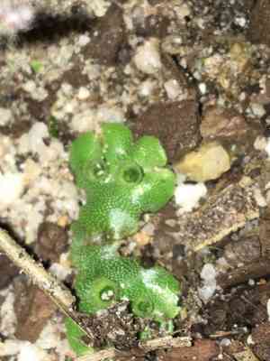 Marchantia (Marchantia)(Marchantia)