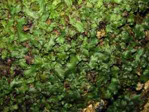 Marchantia (Marchantia)(Marchantia)
