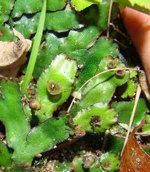 Marchantia (Marchantia)(Marchantia)