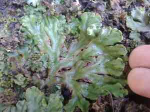 Marchantia (Marchantia)(Marchantia)
