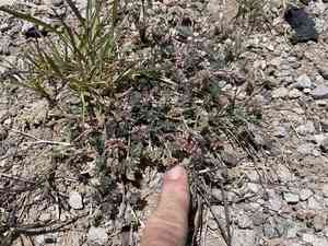 San pedro false prairie-clover(Marina calycosa)