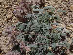 San pedro false prairie-clover(Marina calycosa)