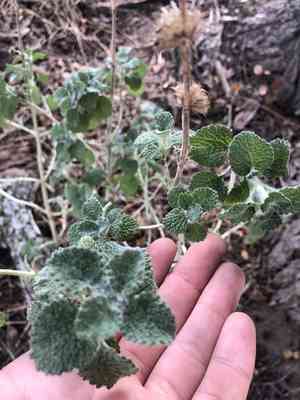 White horehound(Marrubium vulgare)