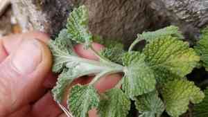 White horehound(Marrubium vulgare)