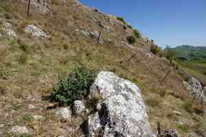 White horehound(Marrubium vulgare)