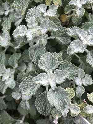 White horehound(Marrubium vulgare)