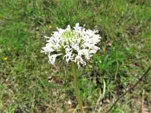 Puffballs(Marshallia caespitosa)