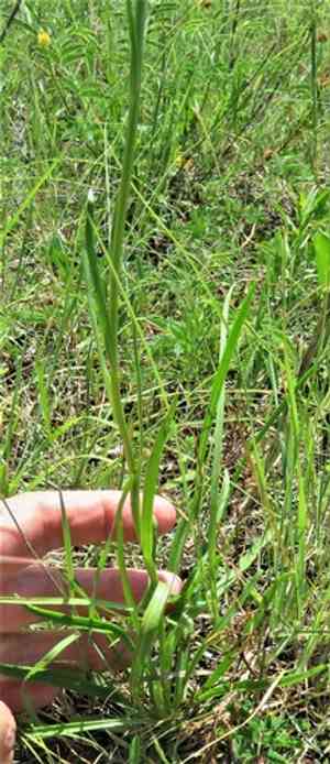 Puffballs(Marshallia caespitosa)