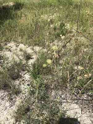 Puffballs(Marshallia caespitosa)