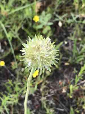Puffballs(Marshallia caespitosa)