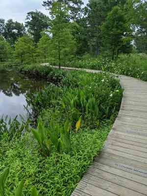 Dwarf waterclover(Marsilea minuta)