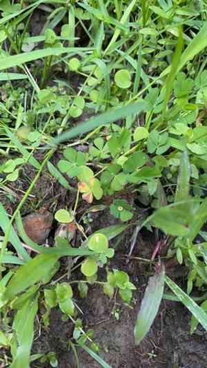 Dwarf waterclover(Marsilea minuta)