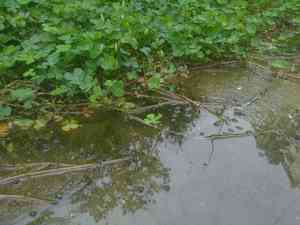 Dwarf waterclover(Marsilea minuta)