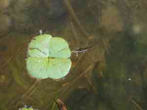 Dwarf waterclover(Marsilea minuta)