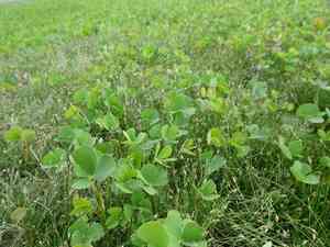 European waterclover(Marsilea quadrifolia)