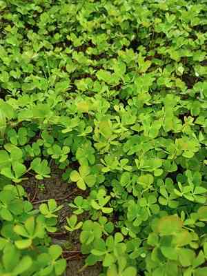 European waterclover(Marsilea quadrifolia)