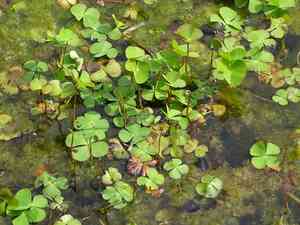 European waterclover(Marsilea quadrifolia)