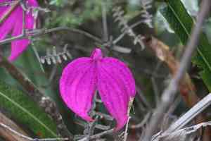Masdevallia coccinea(Masdevallia coccinea)