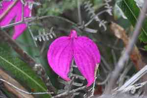 Masdevallia coccinea(Masdevallia coccinea)