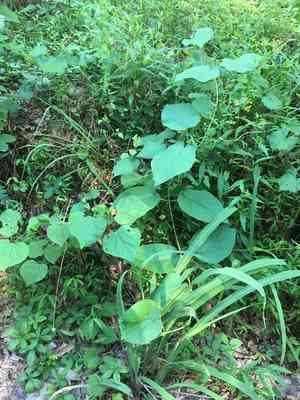 Carolina milkvine(Matelea carolinensis)