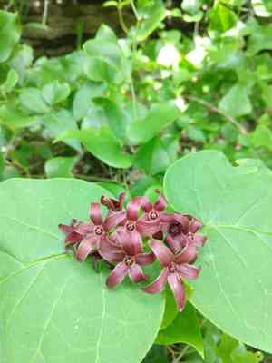 Carolina milkvine(Matelea carolinensis)