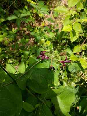 Carolina milkvine(Matelea carolinensis)