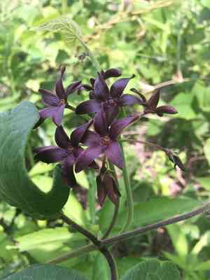 Carolina milkvine(Matelea carolinensis)