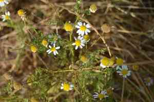 German chamomile(Matricaria chamomilla)