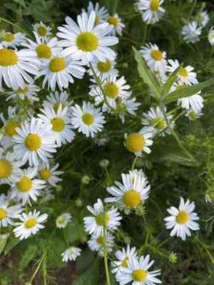 German chamomile(Matricaria chamomilla)